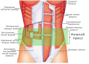 Как эффективно накачать пресс нижний