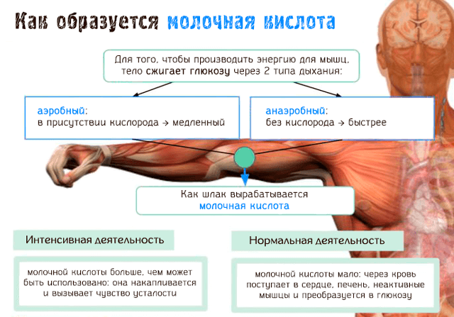 Вывод молочной кислоты из мышц