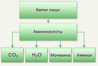 Спортвики аминокислоты