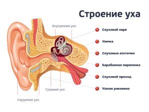 Острый отит это