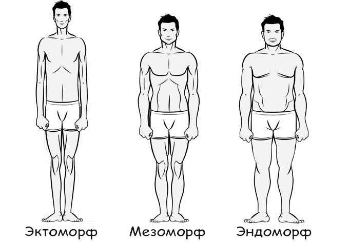 Мезоморф или эндоморф