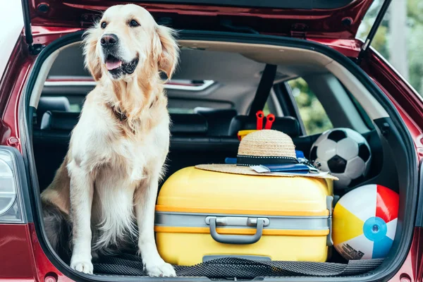 Close View Dog Sitting Car Trunk Wheeled Bag Straw Hat — стоковое фото