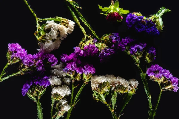 Top View Pink Blue White Wildflowers Isolated Black Background — стоковое фото