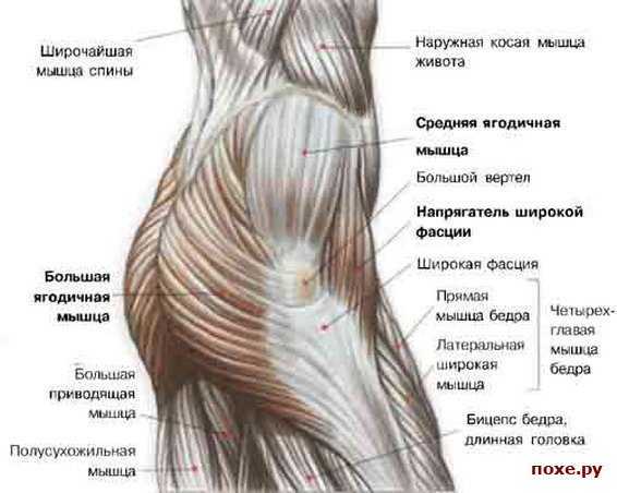 Мышцы ягодицы анатомия картинки