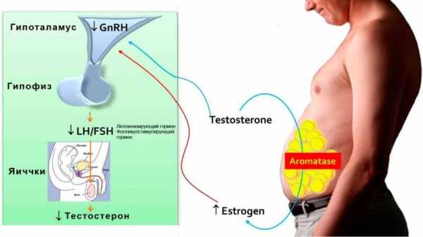 Что такое эстрогены у мужчин