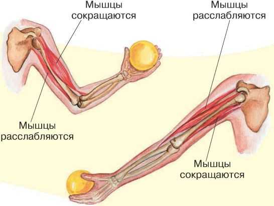 Что является примером статической работы мышц удержание штанги