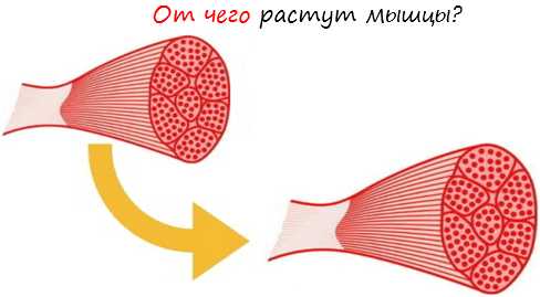 Как растут мышцы после тренировки физиология