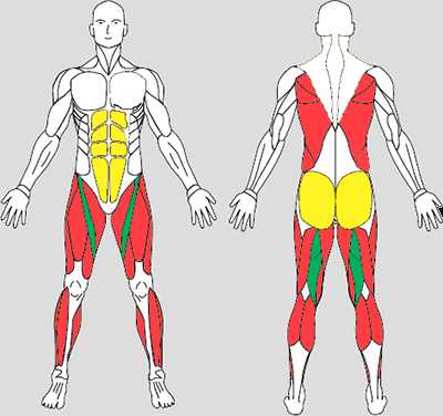 Какие мышцы качаются при беге. Группы мышц при беге. Бег мышцы задействованы. Мышцы которые задействуются при беге. Бег мышцы схема.