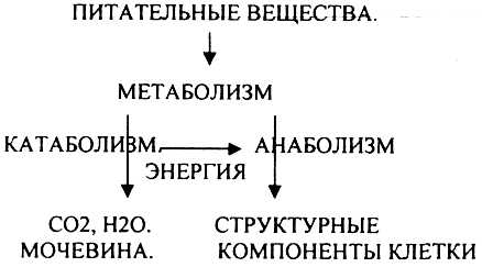 Общий путь катаболизма это