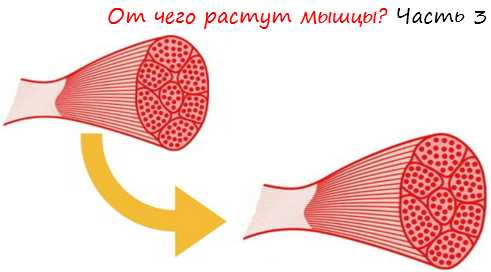 Мышца росла. Мышечные волокна растут. Как растут мышцы. Микротравмы мышечных волокон. Процесс роста мышечных волокон.