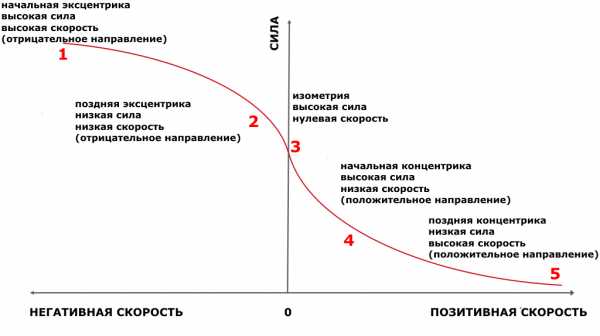 Зависимость между скоростями. Зависимость силы от скорости. Мощность и скорость сокращения мышцы. График силы от скорости. Зависимость между силой и скоростью сокращения.