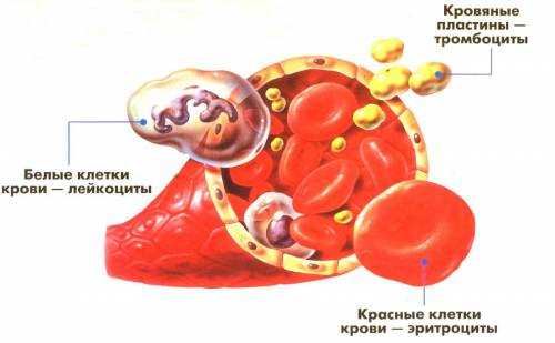 Зачем нужна кровь человеку