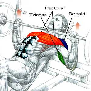 Жим лежа мышцы
